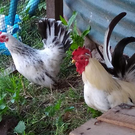 Finca La Pasionaria - Conectandonos Villa Belén de Escobar Eksteriør billede